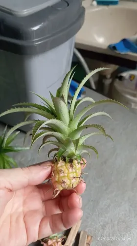 Muda bromélia abacaxi ornamental 