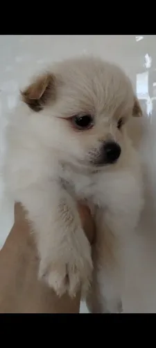 Lulu sptzs alemão