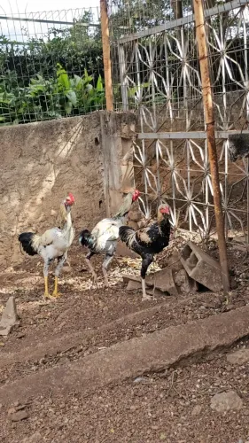 Venda de Galos e Galinhas