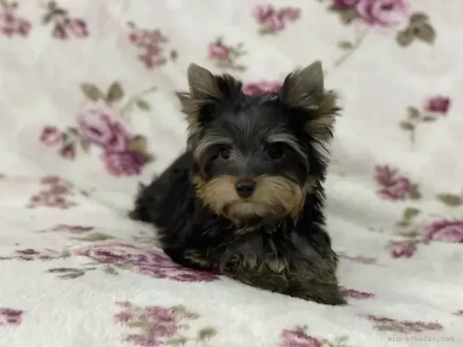 Filhote de cachorro temperamento calmo Yorkshire/York