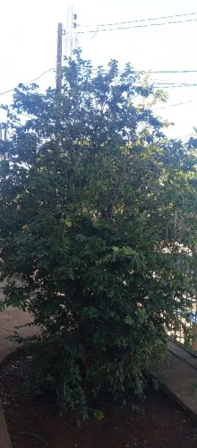 Jabuticabeira 10 anos