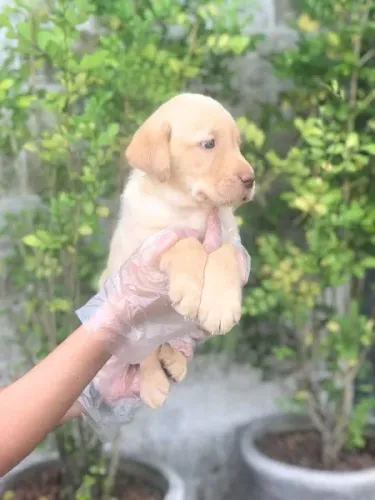 Labrador original, cabeçudo, padrão ingles