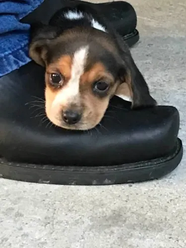 Beagle inteligentes e companheiros