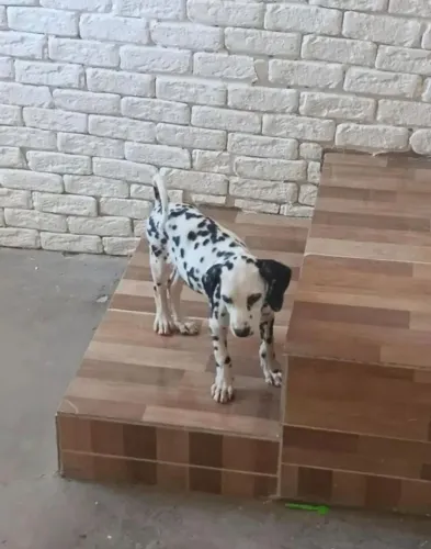 Cachorro