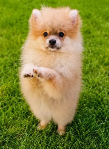Vende se um filhote de Spitz alemão Lulu da Pomerânia macho 