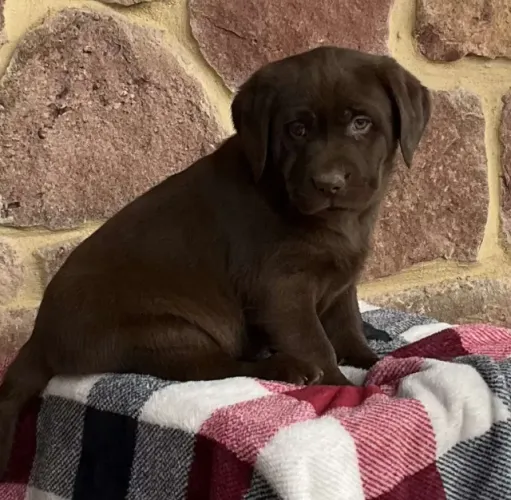 Labrador Retriever,Labrador Retriever Filhote Disponível Entrega Facilitada