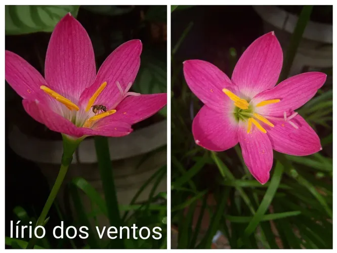 Jardim plantas lírio dos ventos 