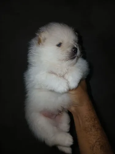 Spitz alemão macho