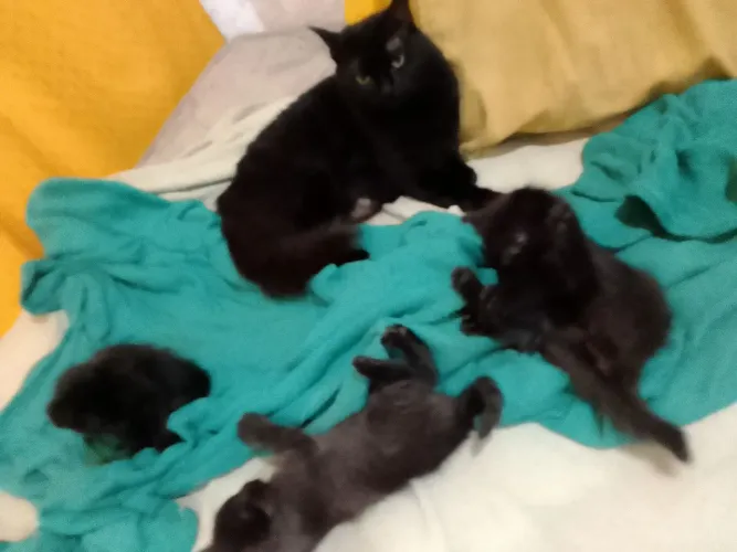 Doação de Gatos Raça Bombaim