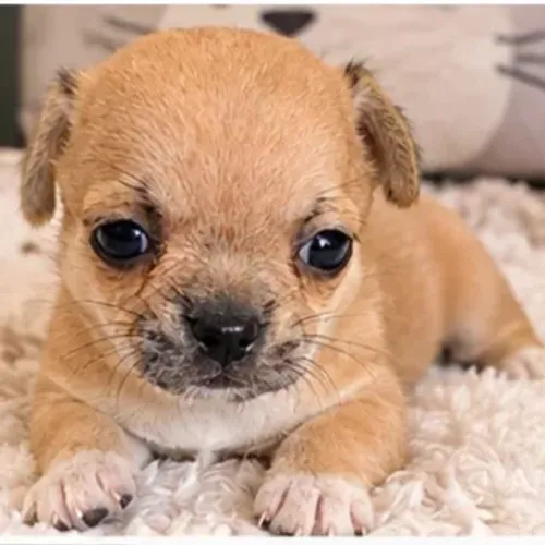 Mini Chihuahua Macho de Pelo Curto - Pronta Entrega
