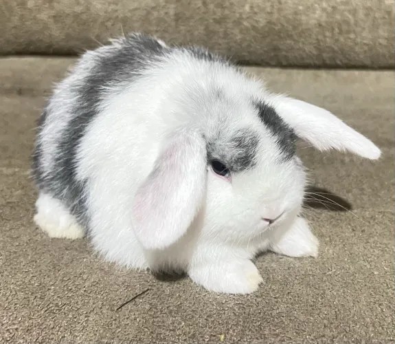 Vendo mini coelho laion