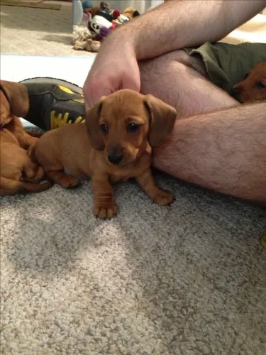 Teckel dachshund caramelo machinho
