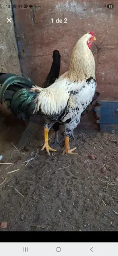 Vendo flango Brama 7 meses lindo