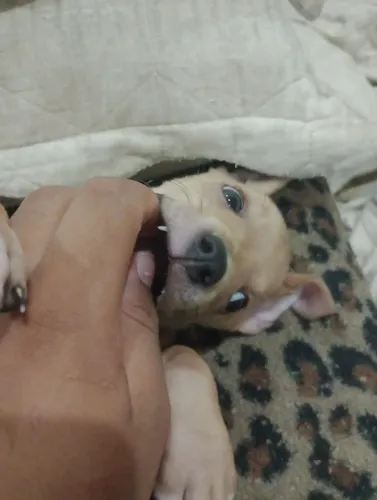 Filhote de Pitbull a venda, ótima companheira, brincalhona, linda e fofinha