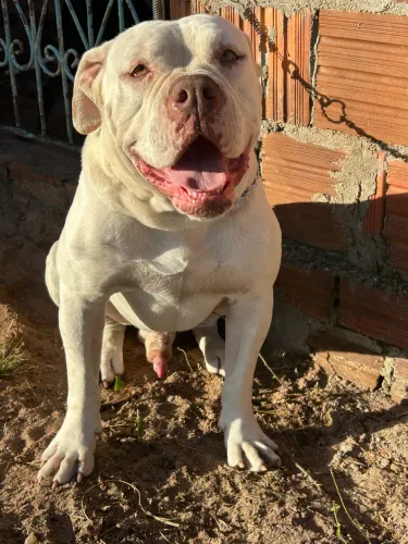 Buldogue americano disponível para cruzar