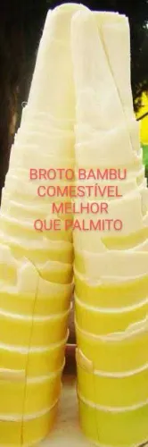 Broto de bambu
