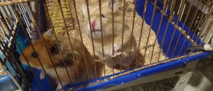 Filhotes de Hamster Sírio - Entrega 