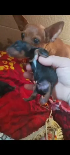 Pinscher fêmea filhote