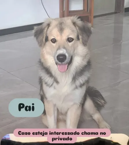 Doação de cachorro