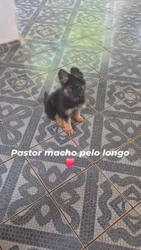 Pastor alemão macho pelo longo
