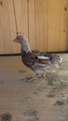 Frango mini cornish bolinha
