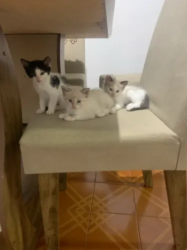 Doação Gatos
