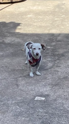 Cachorrinho mistura de salsichinha 