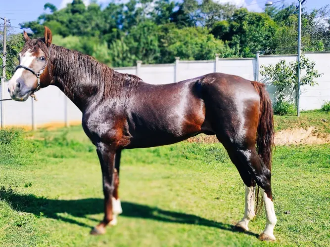 Cavalo mangalarga registrado top