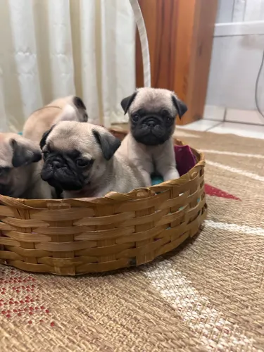 Filhotes de Pug