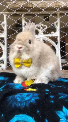 Coelho anão netherland dwarf linhagem importada - o menor coelho do mundo