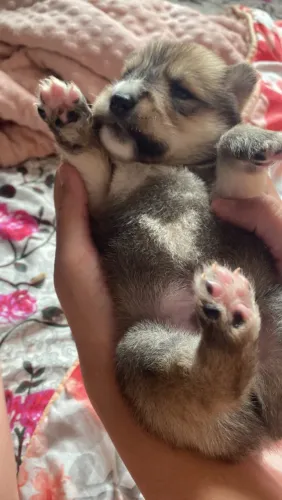 Filhotes de Husky 