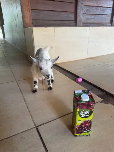 Mini cabrito