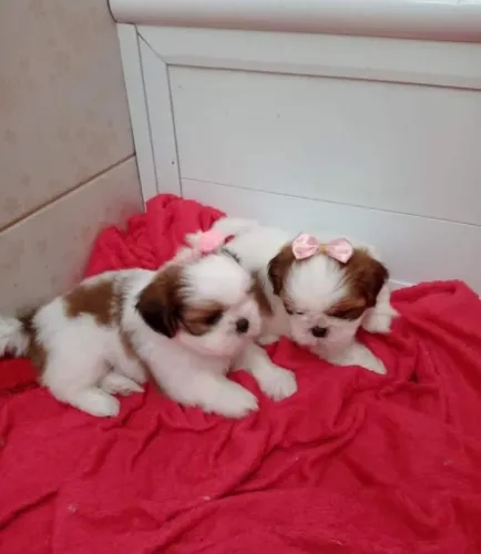 Filhotes de shih tzu fêmea