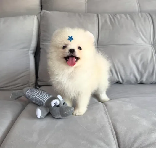 Brancos como neve e fofos como nuvens - Spitz Alemão Anão (LuLu Pomerânia)