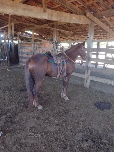 Cavalo