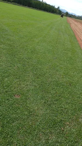 Venda de grama