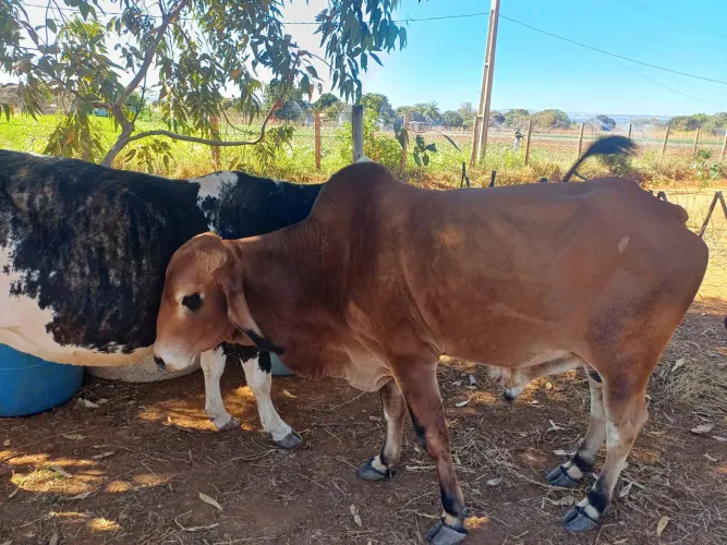 Vendo vacas