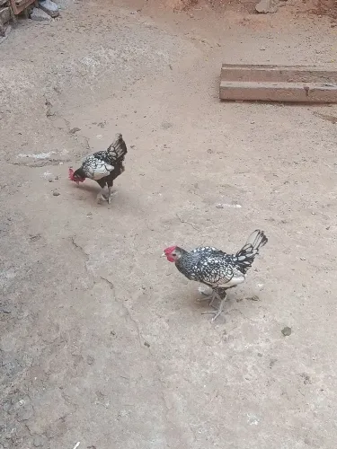 Dois frangos sebhrit prata ( não faço entrega)