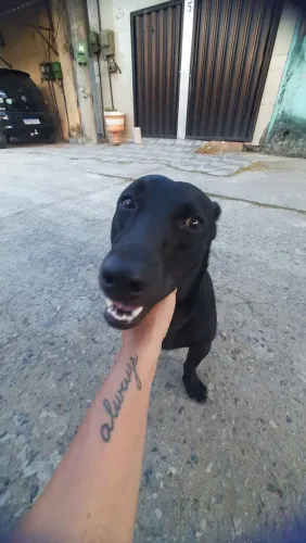 Cachorros porte pequeno/ médio... Dócil, adora crianças e brincar