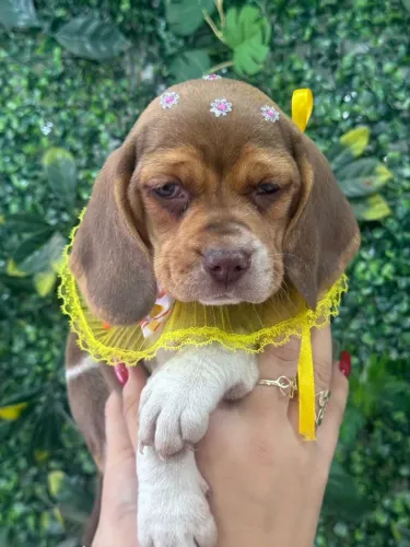 Beagle linda