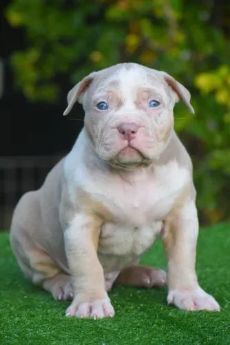 Pit Monster tri lilac merle