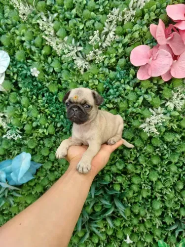 Pug Fêmea e Macho Disponível PROMOÇÃO abricot