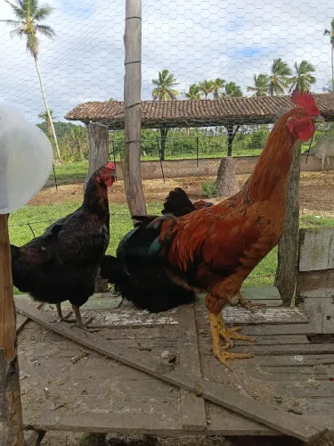 Galos e galinhas genética boa 