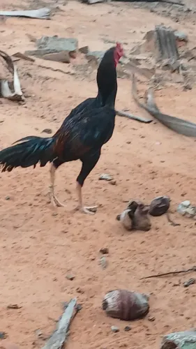 Galo