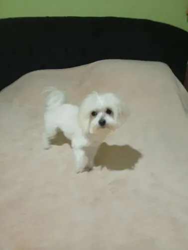 Só troco uma maltês fêmea numa Spitz