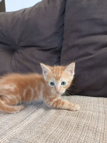 Gatinhos para doação