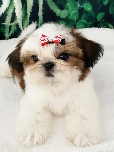 Shih tzu fêmea