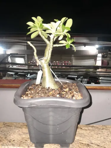 ROSA DO DESERTO 