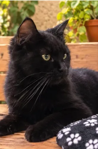 Maine Coon Black pantera negra