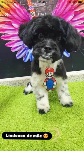 Cachorro shitszu